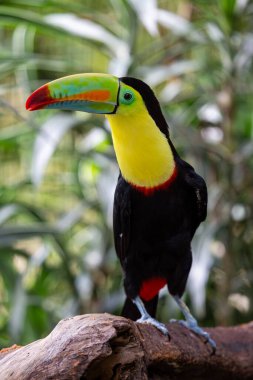 Muhteşem omurga galı Toucan (Ramphastos sülfuratus), Güney Meksika 'nın canlı manzaralarının ortasına tünemiştir. Orta Amerika 'nın göbeğinde kendine özgü gagasını ve canlı tüylerini sergileyen bu ikonik tukanla muhteşem bir karşılaşma..