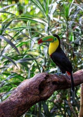 Muhteşem omurga galı Toucan (Ramphastos sülfuratus), Güney Meksika 'nın canlı manzaralarının ortasına tünemiştir. Orta Amerika 'nın göbeğinde kendine özgü gagasını ve canlı tüylerini sergileyen bu ikonik tukanla muhteşem bir karşılaşma..