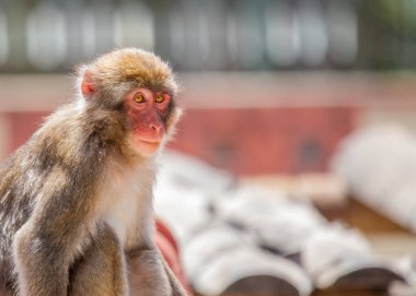 Tokyo 'nun kenar mahallelerinde akıllı Japon Macaque (Macaca fuscata) gözlemlendi. Japonya 'nın çeşitli manzaraları arasında bu kar maymunu ile ilginç bir karşılaşma.. 
