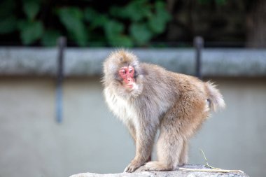 Tokyo 'nun kenar mahallelerinde akıllı Japon Macaque (Macaca fuscata) gözlemlendi. Japonya 'nın çeşitli manzaraları arasında bu kar maymunu ile ilginç bir karşılaşma.. 