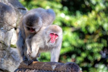 Tokyo 'nun kenar mahallelerinde akıllı Japon Macaque (Macaca fuscata) gözlemlendi. Japonya 'nın çeşitli manzaraları arasında bu kar maymunu ile ilginç bir karşılaşma.. 