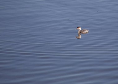 Zarif Boynuzlu Yunus (Podiceps auritus) Amerikan sularında süzülerek kendine özgü tüylerini sergiliyor. ABD 'deki göllerde, göletlerde ve kıyı bölgelerinde yaygın olarak bulunan bu su kuşu, Kuzey Amerika manzaralarına zarafet katar..