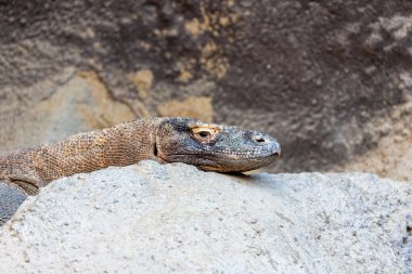 Heybetli Komodo Ejderhası (Varanus komodoensis) Komodo Adası 'ndaki doğal ortamında gözlemlendi. Endonezya 'nın vahşi doğasında etkileyici boyutunu ve benzersiz özelliklerini sergileyen dünyanın en büyük kertenkelesiyle hayranlık uyandıran bir karşılaşma..
