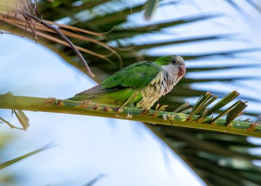 Lively Monk Parakeet (Myiopsitta monachus) Madrid 'deki El Retiro Park' ına canlılık kattı. Yeşil tüyleri ve ortak yuvalarıyla bilinen bu sosyal papağanla büyüleyici bir karşılaşma İspanyol başkentinin kentsel güzelliğini artırıyor.. 
