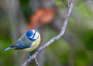 Adorable Blue Tit (Cyanistes caeruleus) exploring the greenery of Father Collins Park in Dublin 13, Republic of Ireland. A delightful encounter with this small, colorful songbird, known for its vibrant plumage and cheerful presence in the serene park
