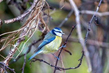 Adorable Blue Tit (Cyanistes caeruleus) exploring the greenery of Father Collins Park in Dublin 13, Republic of Ireland. A delightful encounter with this small, colorful songbird, known for its vibrant plumage and cheerful presence in the serene park