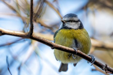 Adorable Blue Tit (Cyanistes caeruleus) exploring the greenery of Father Collins Park in Dublin 13, Republic of Ireland. A delightful encounter with this small, colorful songbird, known for its vibrant plumage and cheerful presence in the serene park