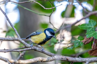 Charming Great Tit (Parus major) exploring the greenery of Father Collins Park in Dublin 13, Republic of Ireland. A delightful encounter with this small, lively songbird, known for its distinctive markings and cheerful presence in the serene park set