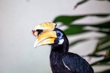Iconic Oriental Pied Hornbill, Anthracoceros albirostris, Malezya 'nın canlı manzaralarında süzülüyorlar.. 