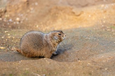 Aktif Kara Kuyruklu Çayır Köpeği, Cynomys Ludovicianus, Birleşik Devletler 'in çayırlarında gelişiyor.. 