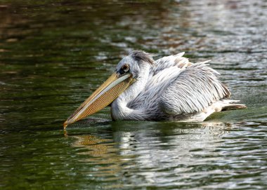Zarif pembe sırtlı Pelikan, Pelecanus rufescens, Senegal 'in su yollarını kendine özgü tüyleriyle süslüyor.. 