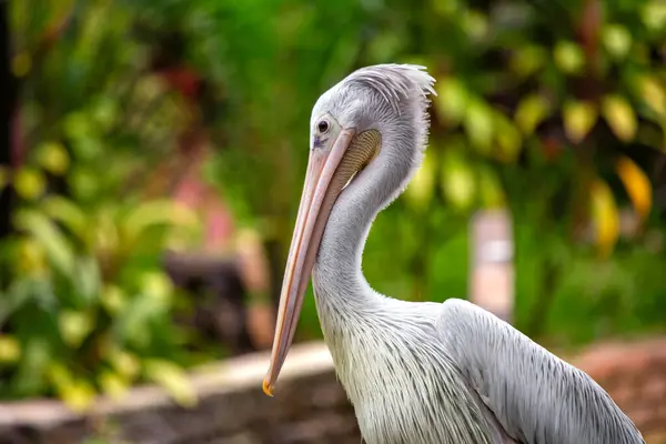 Zarif pembe sırtlı Pelikan, Pelecanus rufescens, Senegal 'in su yollarını kendine özgü tüyleriyle süslüyor.. 