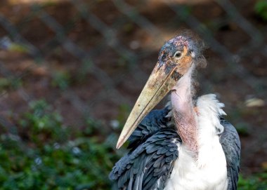 Majestic Marabou Stork, Leptoptilos crumenifer, etkileyici kanat açıklığıyla Tanzanya 'nın üzerinde süzülüyorlar.. 