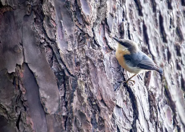 在北美森林的针叶树中 矮小而充满活力的俾格米努瓦奇 西塔俾格米亚 正在飞舞 免版税图库照片