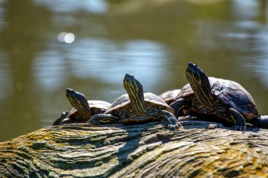 Çekici kırmızı kulaklı Kaypak Kaplumbağa, Trachemys Scrita elegans, Kuzey Amerika 'nın su yollarında güneşlenen popüler ve renkli bir eş.. 