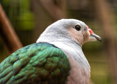  Zarif kırmızı düğmeli imparatorluk güvercini, Ducula rubricera, Seyşeller 'i görkemli varlığı ve belirgin kırmızı düğmeleri ile şereflendiriyor..