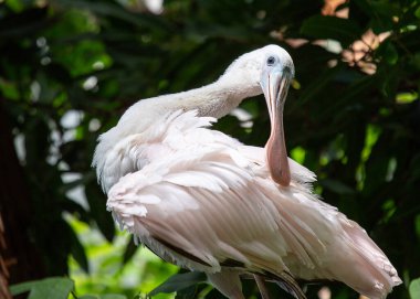Zarif Roseate Spoonbill, Platalea ajaja, özgün pembe tüyleri ve kaşık şeklindeki eşsiz gagasıyla Amerika 'nın sulak alanlarını süslüyor.. 