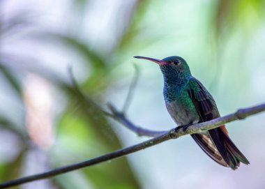 Zarif Rufous-tail Hummingbird, Amazilia tzacatl, Orta Amerika 'nın canlı manzaralarında süzülüyor ve nektarını yudumluyor, parlak tüylerini sergiliyor. 