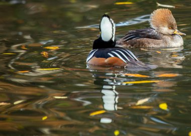 Zarif Dişi Kapüşonlu Merganser, Lophodytes guguk kuşu, Kuzey Amerika sularında süzülüyor, zarif ama zarif tüylerini sergiliyor.