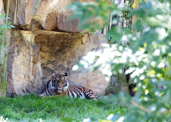 Majestueuze Maleise Tijger Panthera Tigris Jacksoni Kruipend Door Maleisische Jungles Rechtenvrije Stockfoto's