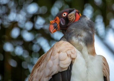 Kral Kral Akbaba, Sarcoramphus Baba, Orta ve Güney Amerika yağmur ormanlarının üzerinde süzülüyor, heybetli görünüşü ve canlı renkleriyle. 