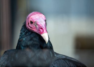 Zarif hindi akbabası, Cathartes aura, Kuzey ve Güney Amerika semalarında zahmetsizce süzülüyor, V şeklindeki eşsiz uçuşu ve keskin leş temizleme becerileriyle.