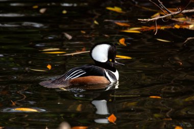 Çarpıcı Erkek Kapüşonlu Merganser, Lophodytes guguk kuşu, Kuzey Amerika sularında büyüleyici siyah beyaz tüylerini sergiliyor..