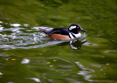 Çarpıcı Erkek Kapüşonlu Merganser, Lophodytes guguk kuşu, Kuzey Amerika sularında büyüleyici siyah beyaz tüylerini sergiliyor..