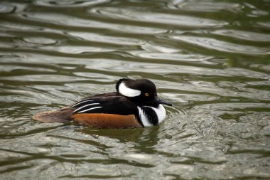 Çarpıcı Erkek Kapüşonlu Merganser, Lophodytes guguk kuşu, Kuzey Amerika sularında büyüleyici siyah beyaz tüylerini sergiliyor..