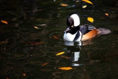Çarpıcı Erkek Kapüşonlu Merganser, Lophodytes guguk kuşu, Kuzey Amerika sularında büyüleyici siyah beyaz tüylerini sergiliyor..