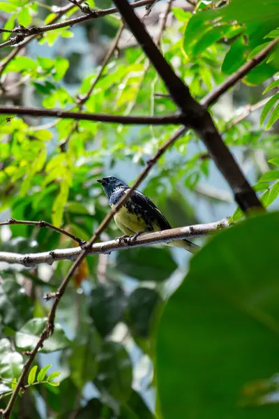 Enfes Turkuaz Tanager, Tangara Meksikası, Güney Amerika yağmur ormanlarının tepelerine canlı bir turkuaz patlaması getiriyor, kuş güzelliğinde bir mücevher.. 