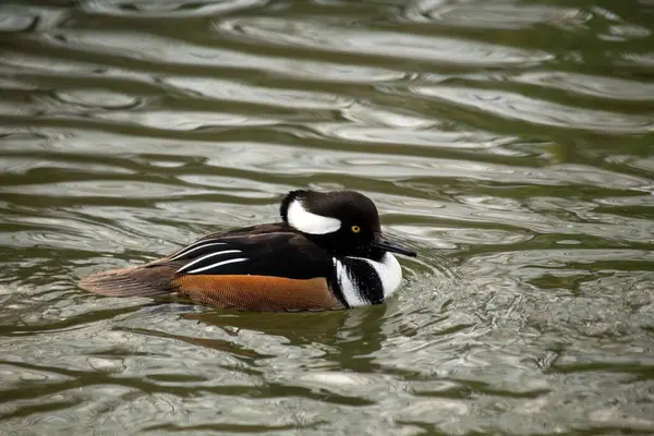 Çarpıcı Erkek Kapüşonlu Merganser, Lophodytes guguk kuşu, Kuzey Amerika sularında büyüleyici siyah beyaz tüylerini sergiliyor..