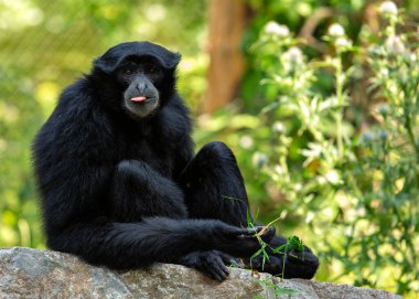 Zarif Siamang Gibbon, Symphalangus syndactylus, melodik sesleri ve belirgin boğaz kesesiyle Güneydoğu Asya yağmur ormanlarının ağaç tepelerine serenat yapıyor..