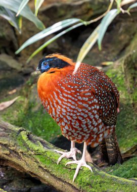Enfes Temminck 'in Tragopan' ı, Tragopan Temminckii, büyüleyici Doğu Himalaya ormanlarında canlı tüylerini ve ayırt edici yüz izlerini sergiliyor.. 