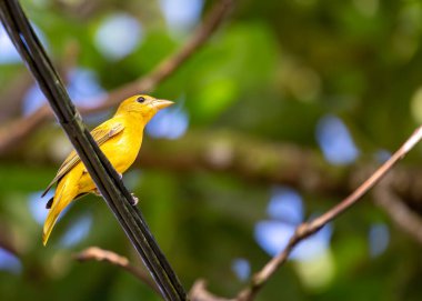 Işıl ışıl Summer Tanager, Piranga Rubra, Kuzey ve Güney Amerika 'nın canlı yaz günlerinin sembolü olan ormanlarına sıcak bir renk patlaması getiriyor..