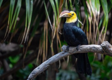 Görkemli Sulawesi Hornbill, Rhabdotorrhinus exarhatus, Endonezya 'nın gür ormanlarında süzülüyor, etkileyici gagası ve canlı tüyleriyle karakterize ediliyor..