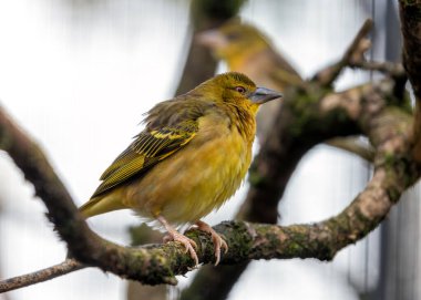 Becerikli Weaver Köyü, Ploceus Cucullatus Sahra Altı Afrika 'nın akasya ağaçlarında karmaşık yuvaları kuruyor, savana gökyüzüne sanatsal cazibe katıyor..