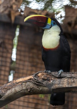 Muhteşem beyaz boğazlı Toucan, Ramphastos tucanus, ikonik, büyük gagasıyla Güney Amerika yağmur ormanlarının gölgelerine canlı bir renk katıyor.. 