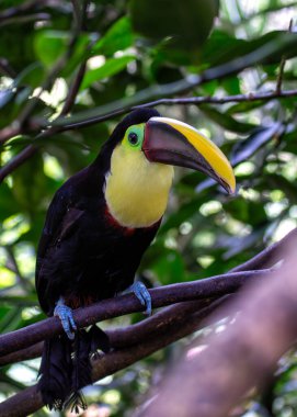 Göz kamaştırıcı sarı boğazlı Toucan, Ramphastos ambiguus, Orta ve Güney Amerika yağmur ormanlarının tepe örtülerini canlı tüyleri ve belirgin sarı boğazıyla süslüyor.. 