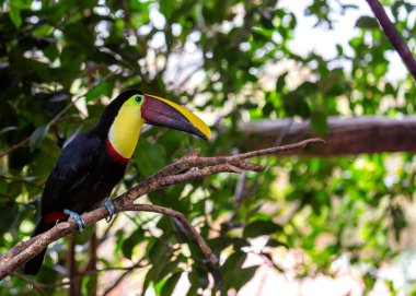 Göz kamaştırıcı sarı boğazlı Toucan, Ramphastos ambiguus, Orta ve Güney Amerika yağmur ormanlarının tepe örtülerini canlı tüyleri ve belirgin sarı boğazıyla süslüyor.. 