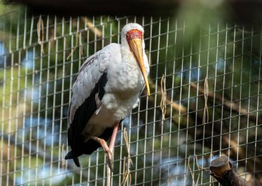 Zarif sarı gagalı leylek, Mycteria aynası, Sahra altı Afrika 'nın sulak bölgelerinde geziniyor, kendine özgü sarı gagasını ve zarif tüylerini sergiliyor.. 