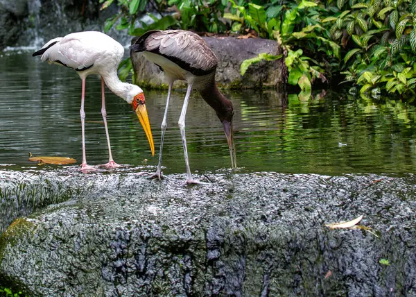 stock image Graceful Yellow-billed Stork, Mycteria ibis, wading through the wetlands of Sub-Saharan Africa, showcasing its distinctive yellow bill and elegant plumage. 