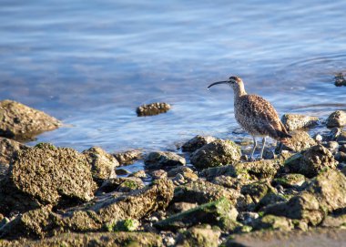 Zarif Whimbrel, Numenius phaeopus, uzun, kıvrımlı gagası, belirgin taç çizgisi ve göçmen güzelliğiyle kıyı habitatlarında geziniyor..