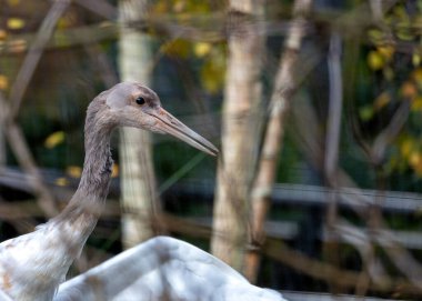 Görkemli Sibirya Turnası, Grus löcogeranus, Asya 'nın sulak topraklarını zarif beyaz tüyleri, belirgin siyah lekeleri ve göçmen zarafetiyle süslüyor..