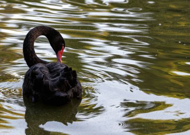 Enigmatik siyah kuğu (Cygnus atratus) El Retiro Park, Madrid 'i şereflendirir. İspanyol güzelliğinin kalbinde büyüleyici bir manzara. 