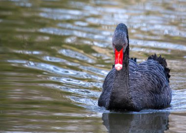 Enigmatik siyah kuğu (Cygnus atratus) El Retiro Park, Madrid 'i şereflendirir. İspanyol güzelliğinin kalbinde büyüleyici bir manzara. 