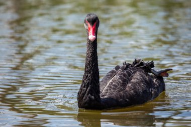 Enigmatik siyah kuğu (Cygnus atratus) El Retiro Park, Madrid 'i şereflendirir. İspanyol güzelliğinin kalbinde büyüleyici bir manzara. 