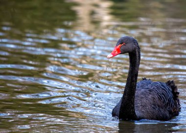 Enigmatik siyah kuğu (Cygnus atratus) El Retiro Park, Madrid 'i şereflendirir. İspanyol güzelliğinin kalbinde büyüleyici bir manzara. 