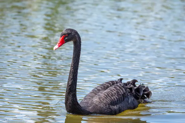 Enigmatik siyah kuğu (Cygnus atratus) El Retiro Park, Madrid 'i şereflendirir. İspanyol güzelliğinin kalbinde büyüleyici bir manzara. 