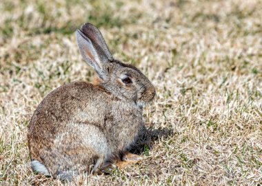 Madrid, Casa de Campo 'da vahşi bir Avrupa Tavşanı (Oryctolagus cuniculus) ile karşılaşır. İspanyol topraklarının ortasındaki doğanın cazibesi. 
